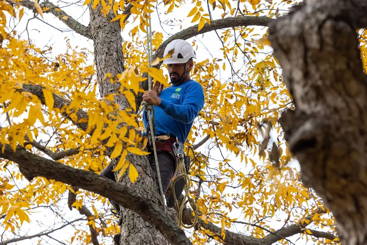 Skilled Tree Transplanting crew working in Dennis